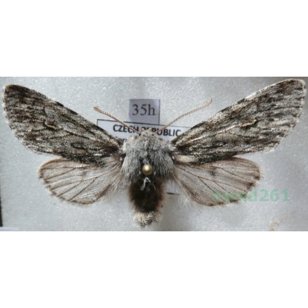 Brachionycha nubeculosa (Esper, 1785) Lazdona brzezinówka Czech35h
